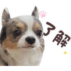 inulove_20260223121815