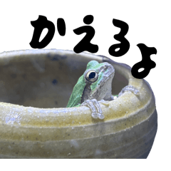 My Frog 0926