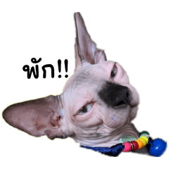 sphynxisamonster
