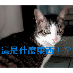 可愛寵物日記