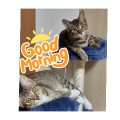 mokumoku_20260223205012