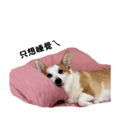 屁屁的屁屁12/11