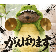 kawasiba_20260223151506