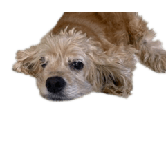 Riepomm_20260223222015