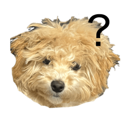 oinusama-Choco_20260223172040