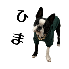 Damdam_20260224042258