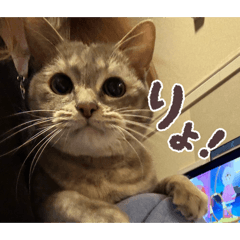 broken_20260224042237