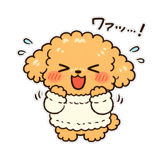 トイプードルの空【愛嬌たっぷり】