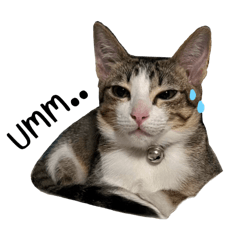 gravy the prettiest cat