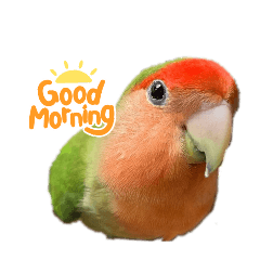 toto the bulldog_20260223213038