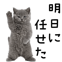 踊る♪リアルなにゃんこ！社会人の日常ver.