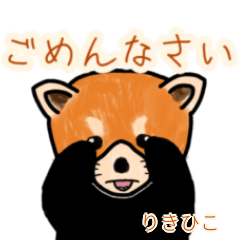 Rikihiko's lesser panda