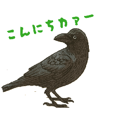 karasu_20260223175525