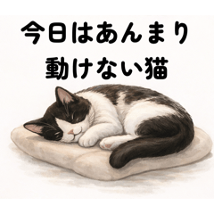 odayakamaigo_20260224091856