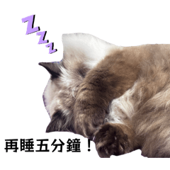 重點色布偶貓-歐戀戀