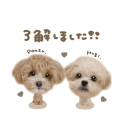 ぽんずくん☆むぎちゃんブラウンmix