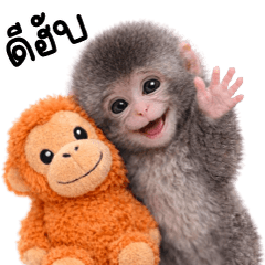 ลิงน้อยน่ารัก คิคุอาโนเนะ