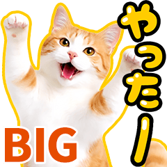 Happy Chashiro. Big Text Stickers