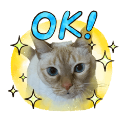 My cat Latte_20260221173855