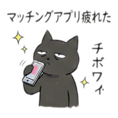 Quarter-Life Crisis: Sun Cat