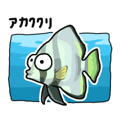 Wildcat_20260224001922