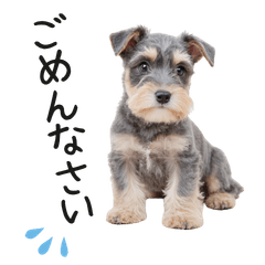 Miniature Schnauzer daily use stickers