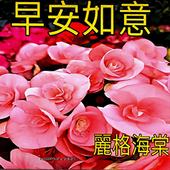 賞花早安圖30