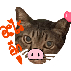 FatCat_20260224134242