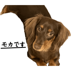 Mocha_20260224221601