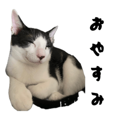 mochan_20260224174407