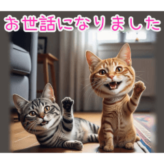 [お世話になりました専用]顔でかトラ猫