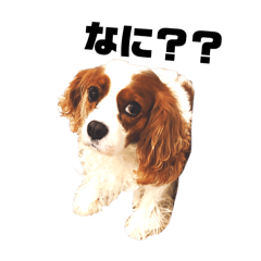 RILLYs._20260225104727