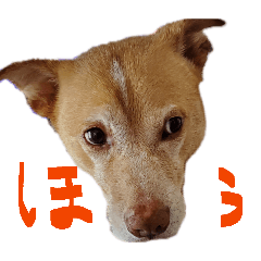 ka-ka_20260225105830