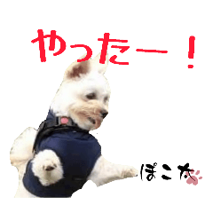 poco-pocota_20260225090646