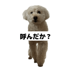 Pyon Pyon_20260225091941