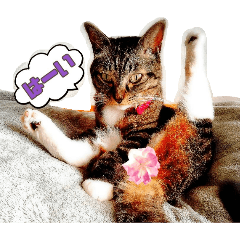 shishamo_20260224175237