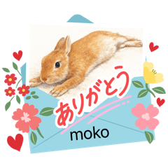 mokohaha_20260224205453