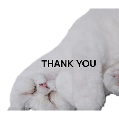 cat5_20260225115816