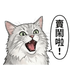 Amy個人-專屬表情包-貓1