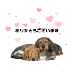 Three Sisters, Every Day