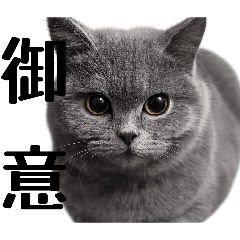 Nyahello_20260224235407