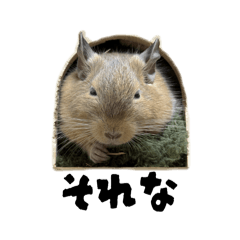 DEGU_DEDECHI