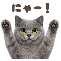 British Shorthair(BIG)