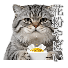 花粉症でも無表情を貫くマヌルネコ