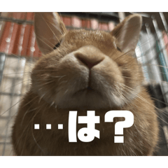 Iroha_20260225000425