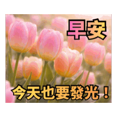 花與光｜早午晚安動態版