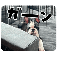 Damdam_20260225002635