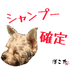 poco-pocota_20260225002833