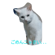 Sora!cat