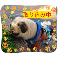 IROHA_20260225004334